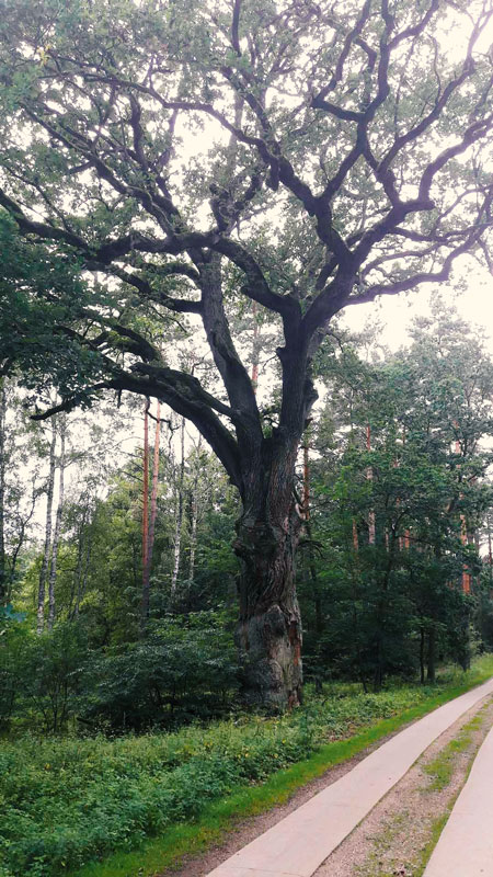 Baum-2