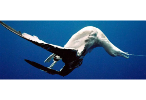 albatros_Nicholas Daudt_Deutsche Stiftung meeresschutz