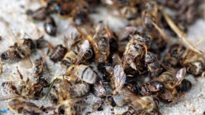 bienenbienensterbendpagjpg100~_v-gseapremiumxl_WDR