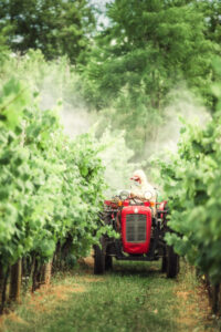 spraying grapevines in vineyard