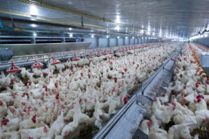 Poultry farm with chicken. Husbandry, housing business for the purpose of farming meat, White chicken Farming feed in indoor housing. Live chicken for meat and egg production inside a storage.
