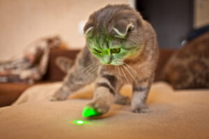 Scottish Fold Cat
