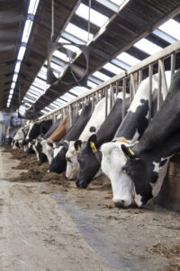 long row of cows sticking their heads through bars