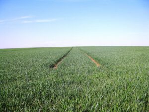 monoculture-83826_640_pixabay