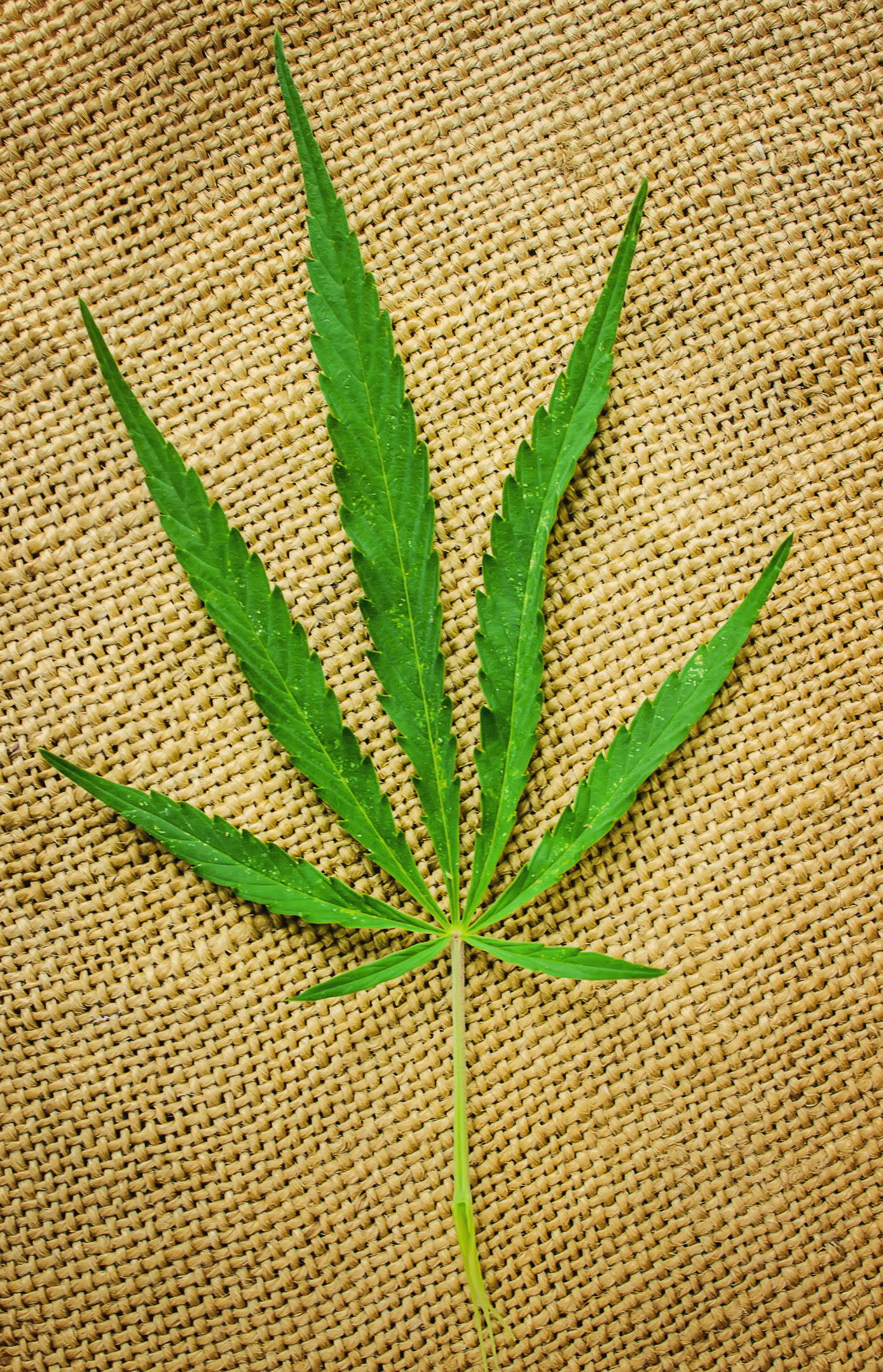 Cannabis herb and leaves for treatment broth, tincture, extract, oil. Selective focus.